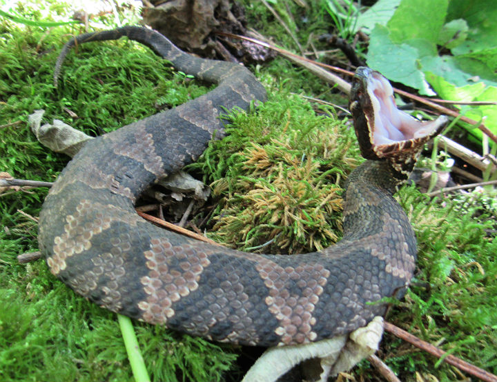 Cottonmouth